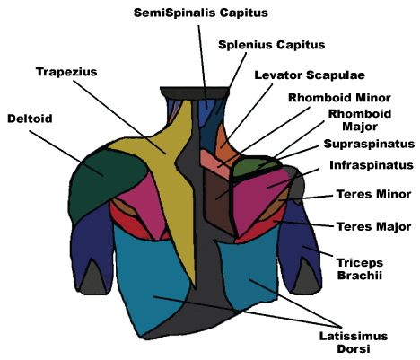 shoulder rotator cuff treatment