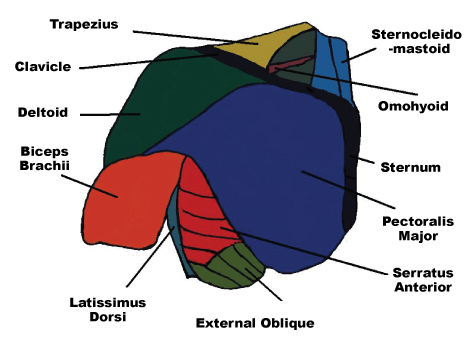 pectoral strain tear treatment