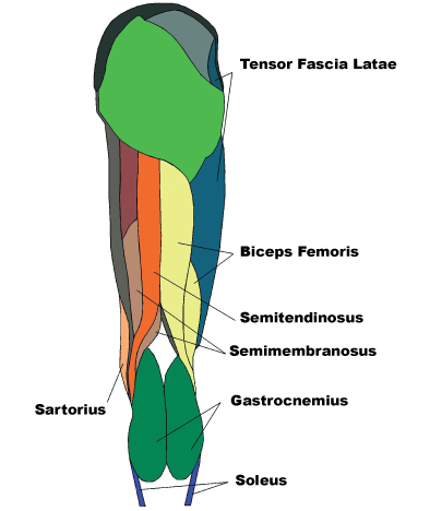 The Shark TM tendonitis tool